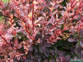 japanese_Barberry
