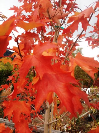 Fall Fiesta Maple Leaf