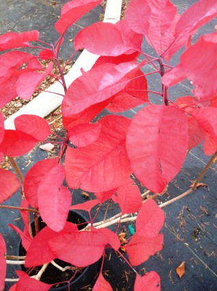 Grace Smokebush leaf