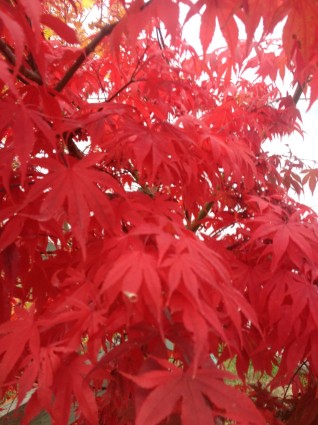 'Osakazuki' Japanese Maple Leaves