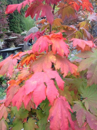 Vitifolium Japanese Maple Leaves