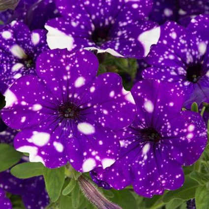 What is the best fertilizer for petunias?