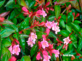 Glossy-Abelia