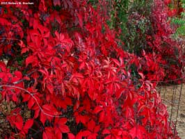 virginia_creeper