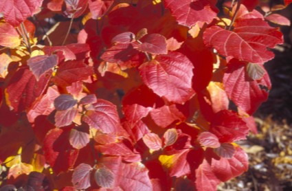 Fothergilla