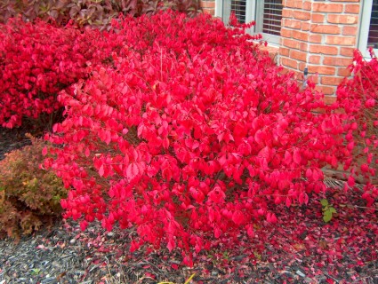 Burning Bush