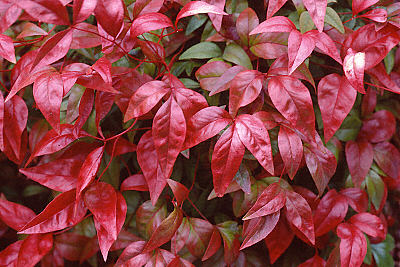 Nandina