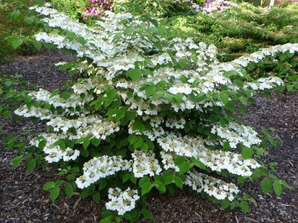 Viburnum Mariesii