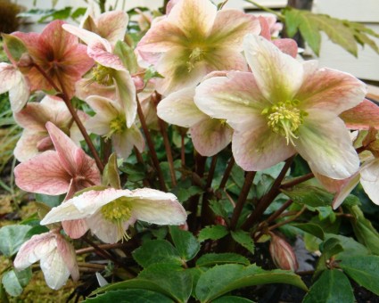 ivory-prince-hellebore-0021