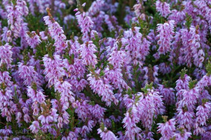 Ling Heather {Calluna vulgaris}