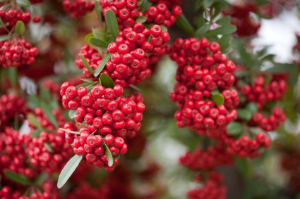 Firethorn_(Pyracantha)