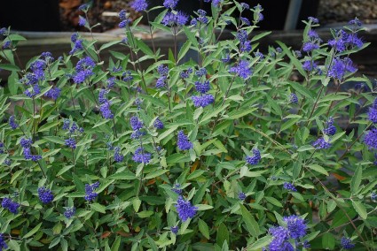 Caryopteris