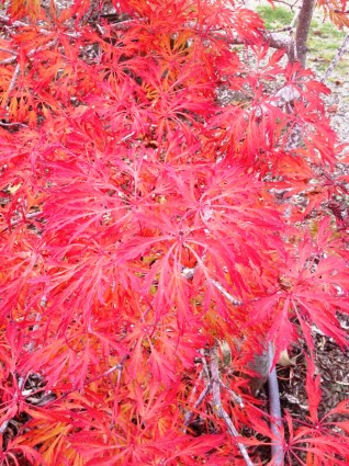 Crimson Queen Leaf