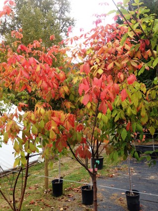 Gingerbread Paperbark Maple