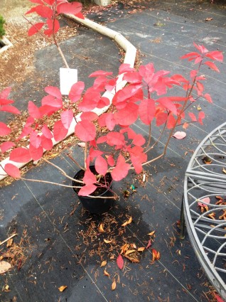 'Grace' Smoke Bush