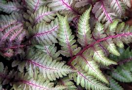 Japanese Painted Fern
