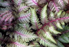 Japanese Painted Fern