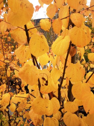 'Greenspire' Linden Tree Leaves
