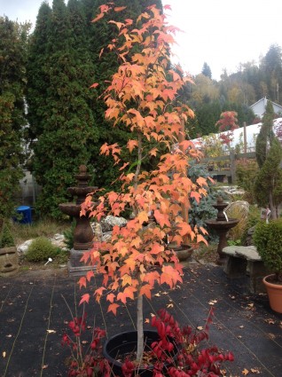 Liquidamber