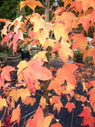 Liquidamber Leaves