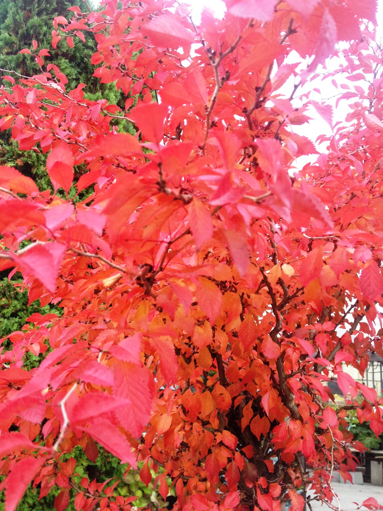 Little Twist Fl. Cherry Leaf | Georama Growers