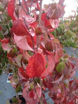 Pink Flowering DogwoodTree Leaves