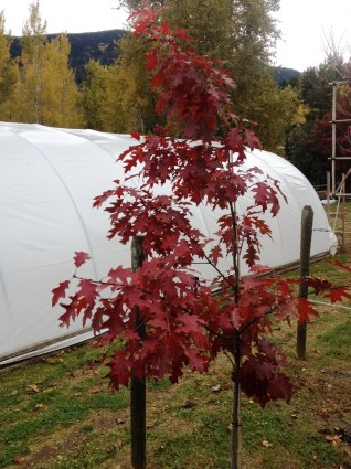 Northern Red Oak Tree