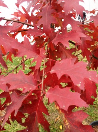 Northern Red Oak Leaves