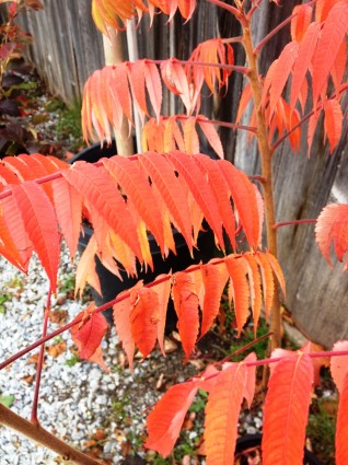 Staghorn Sumac Leaves