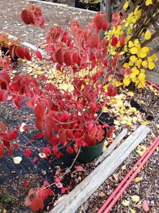 Viburnum Mariesii