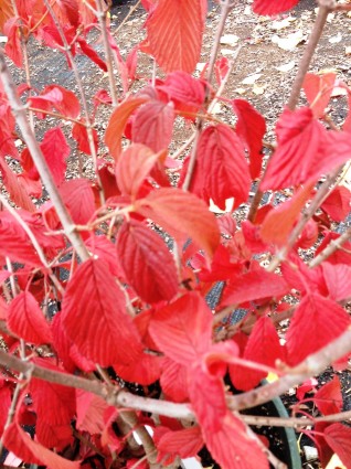 Viburnum Mariesii Leaves